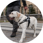 Lost Pet NFC Tag
