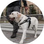Lost Pet NFC Tag